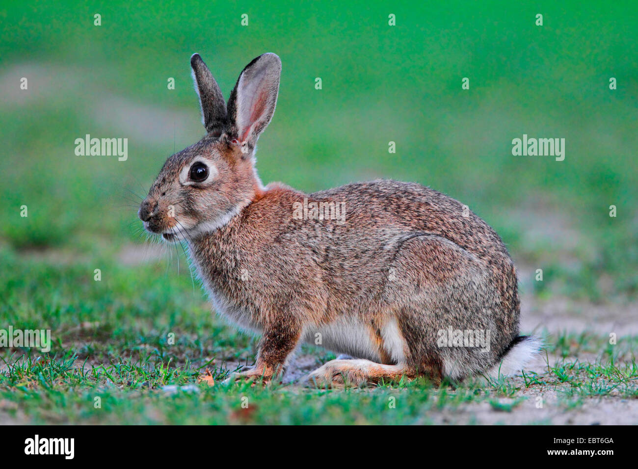 Europäischen Kaninchen (Oryctolagus Cuniculus), Wildkaninchen, sitzen auf einer Wiese, Deutschland Stockfoto