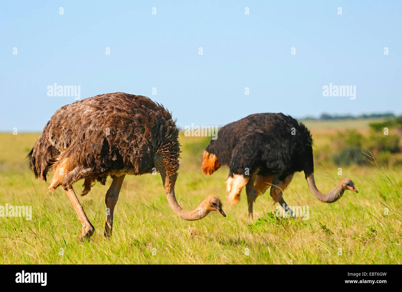 Südlichen Strauß (Struthio Camelus Australis, Struthio Australis), paar in der Savanne auf der Suche für Essen, Südafrika, Addo Elephant National Park Stockfoto