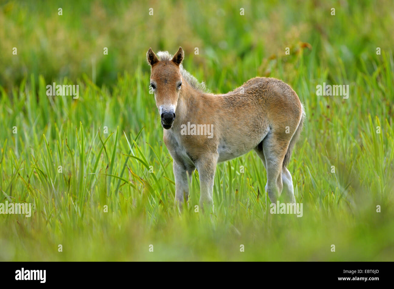 Exmoor Pony (Equus Przewalskii F. Caballus), stehend auf einer Wiese, Niederlande, Texel Stockfoto