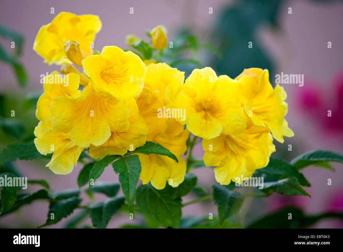 gelbe Trumpetbush, gelbe Glöckchen, gelber Holunder (Tecoma Stans