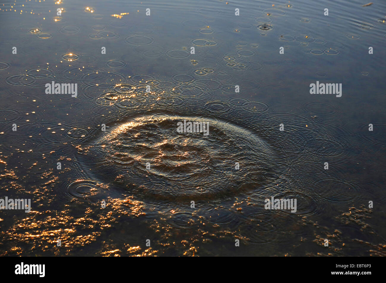 Kreise in einem See, Deutschland Stockfoto