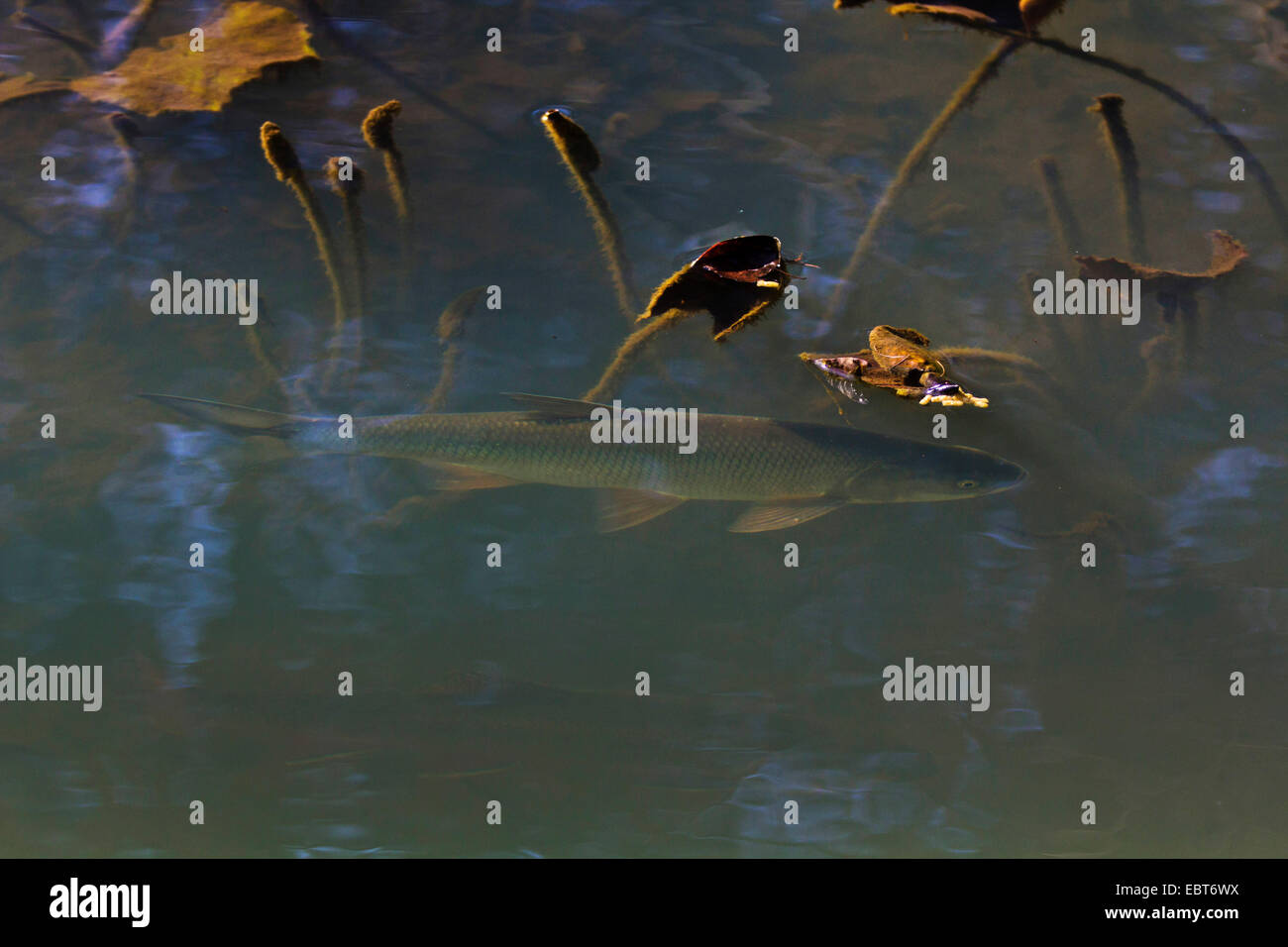 ASP (Aspius Aspius), Essen im seichten Wasser suchen Stockfoto