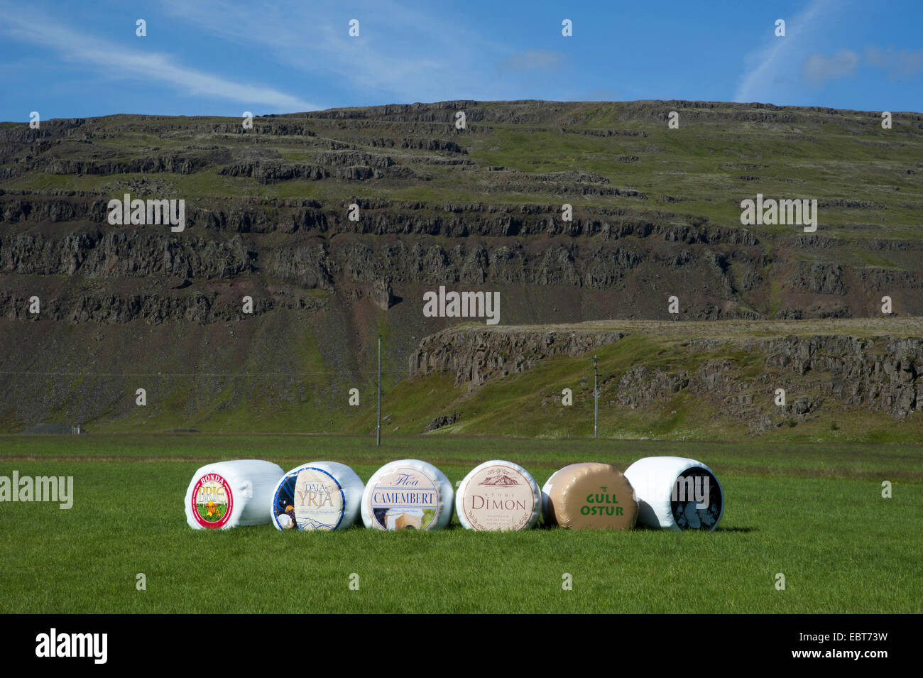Käse-Werbung auf Silageballen auf einer Wiese, Island Stockfoto