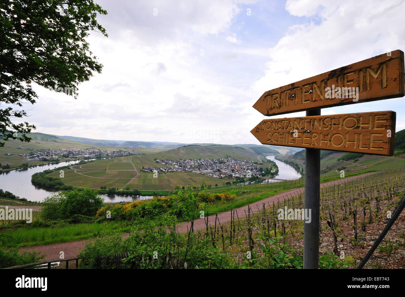 Weinberge am Mosel River Schleife, Deutschland, Rheinland-Pfalz, Mosel, Trittenheim Stockfoto