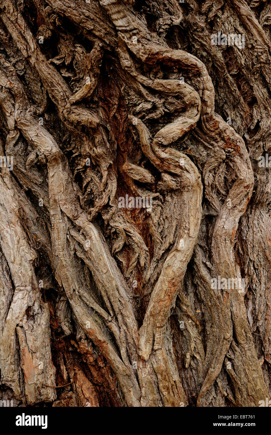 Silberweide (Salix Alba), Rinde, Deutschland, Nordrhein-Westfalen Stockfoto