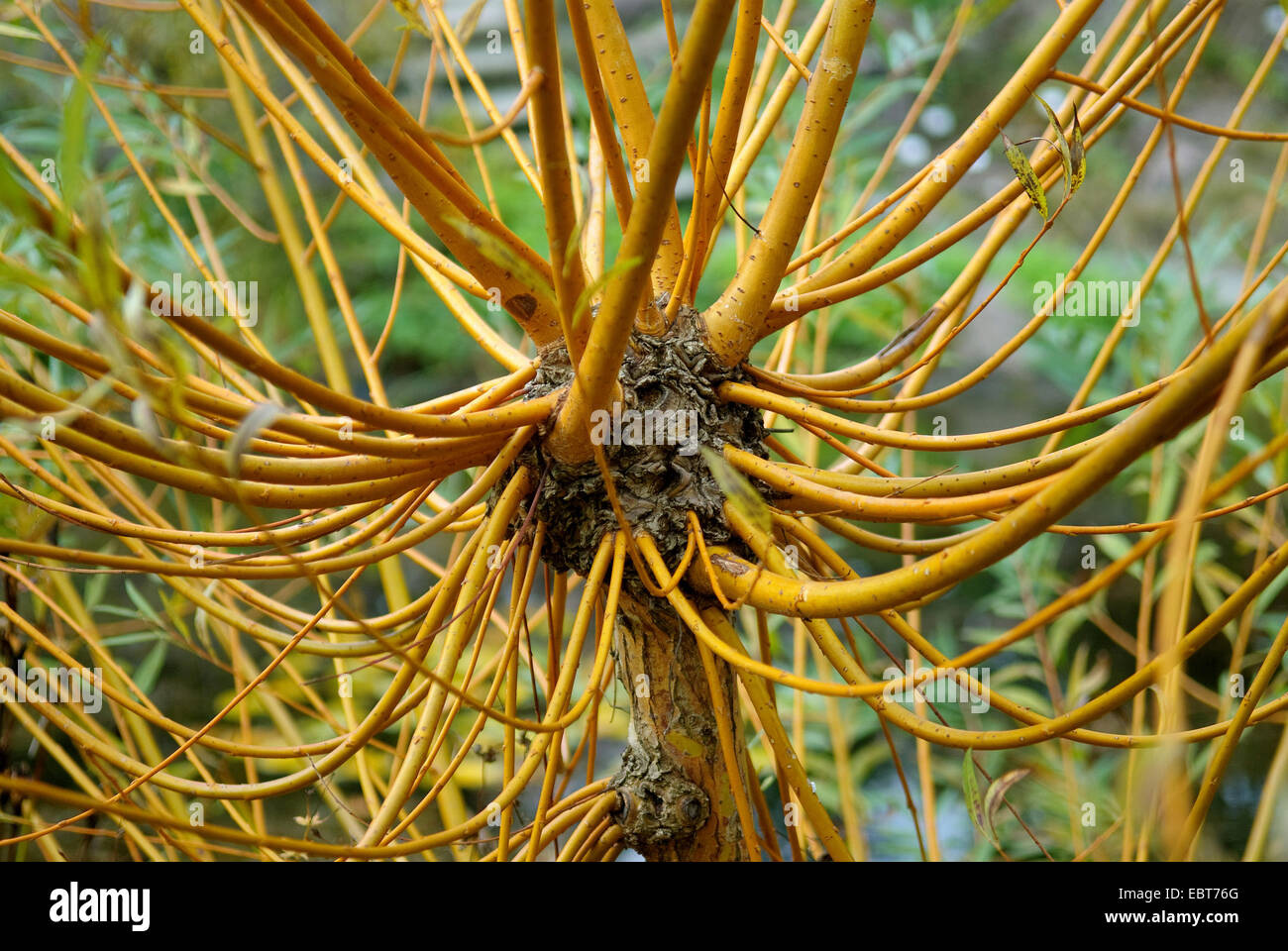 Silberweide (Salix Alba 'Chermesina', Salix Alba Chermesina), Sorte Chermesina Stockfoto