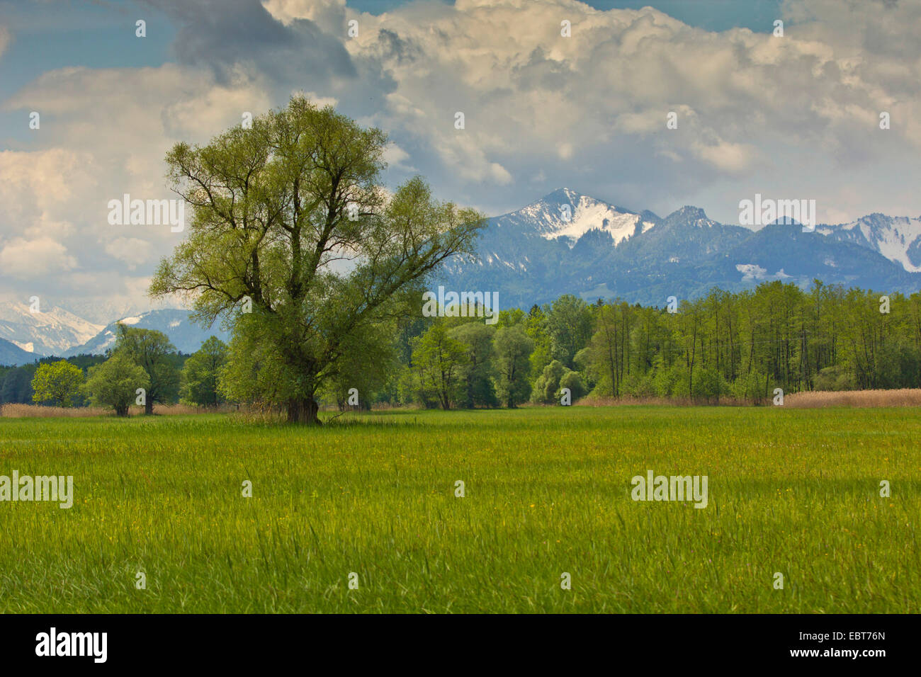 Silberweide (Salix Alba), Singel Baum in Moor, den Alpen im Hintergrund, Deutschland, Bayern, See Chiemsee Stockfoto