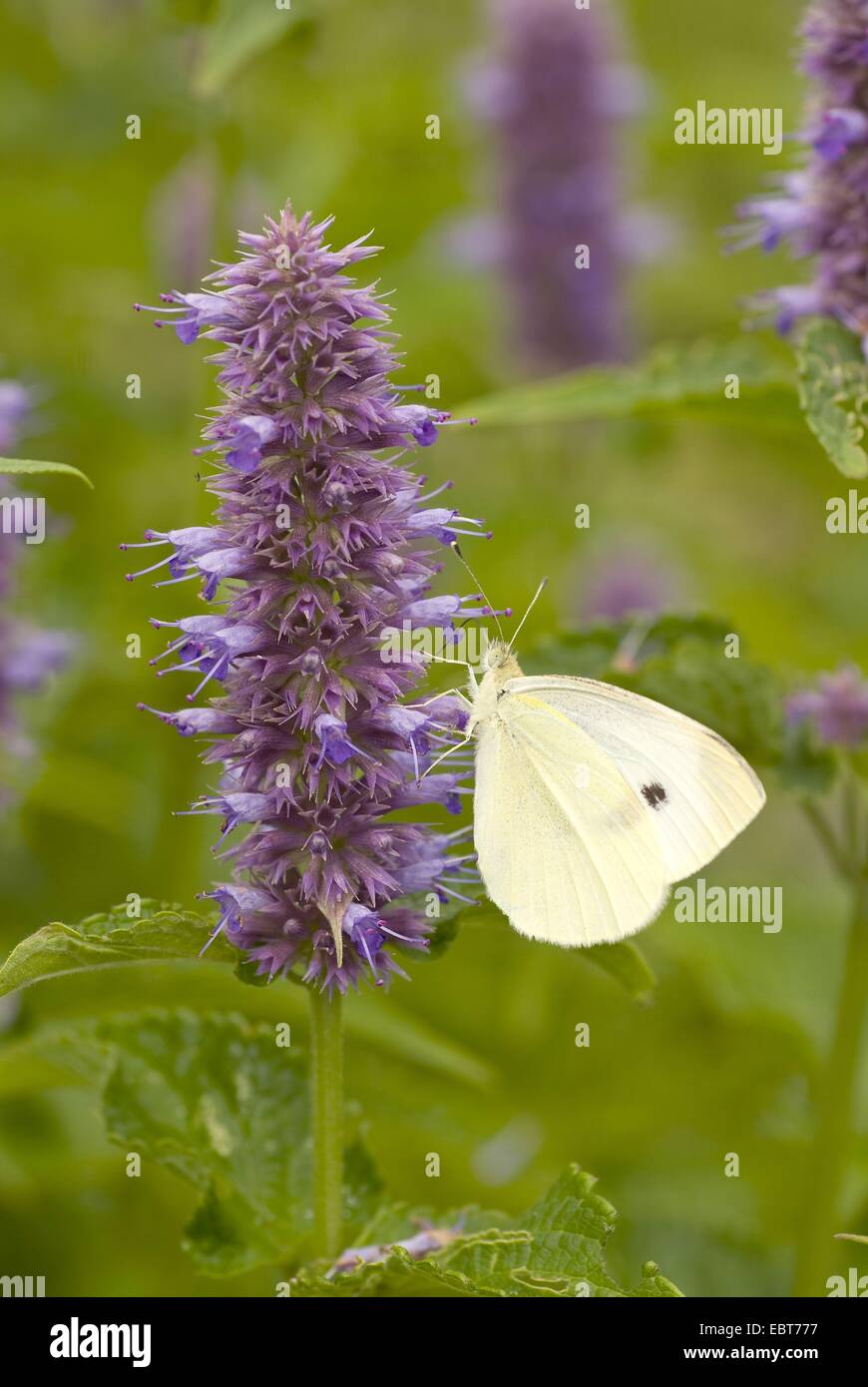 Anis-Ysop, blauen Riesen Ysop (Wildform Foeniculum, Wildform Anethiodora, Wildform Anisata, Niederwendischen Foeniculum), mit kleinen weißen, Pieris Rapae, Deutschland Stockfoto