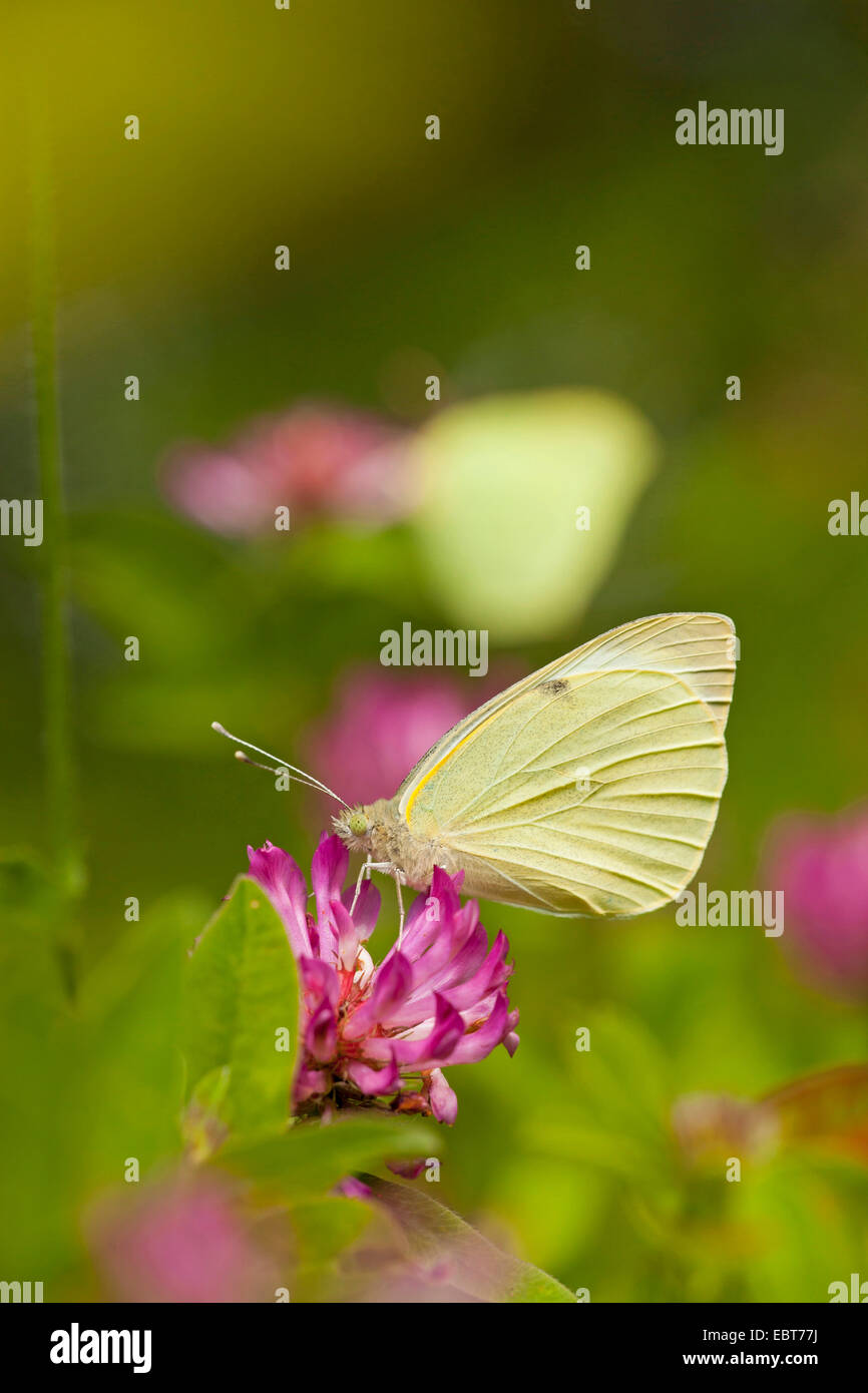großer Kohlweißling (Pieris Brassicae), sitzen auf Zickzack Klee, Deutschland, Bayern Stockfoto