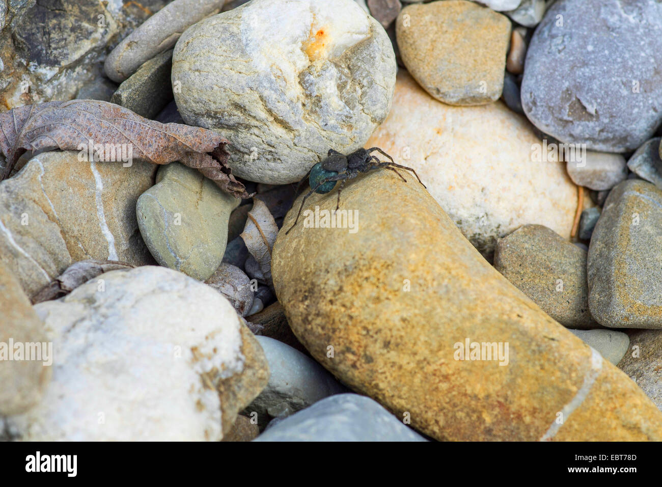 Boden Sie Wolfspinne gesichtet, Spinne (Pardosa Amentata), Weibchen mit Kokon, Oberbayern, Oberbayern, Bayern, Deutschland Stockfoto