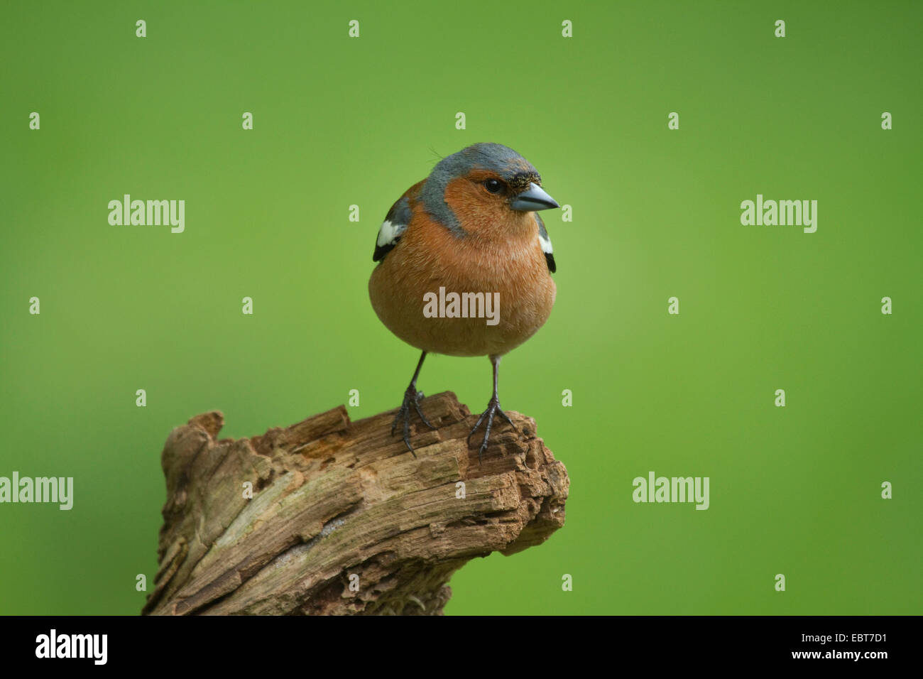 Buchfinken (Fringilla Coelebs), Männchen auf einem Ast, Deutschland Stockfoto