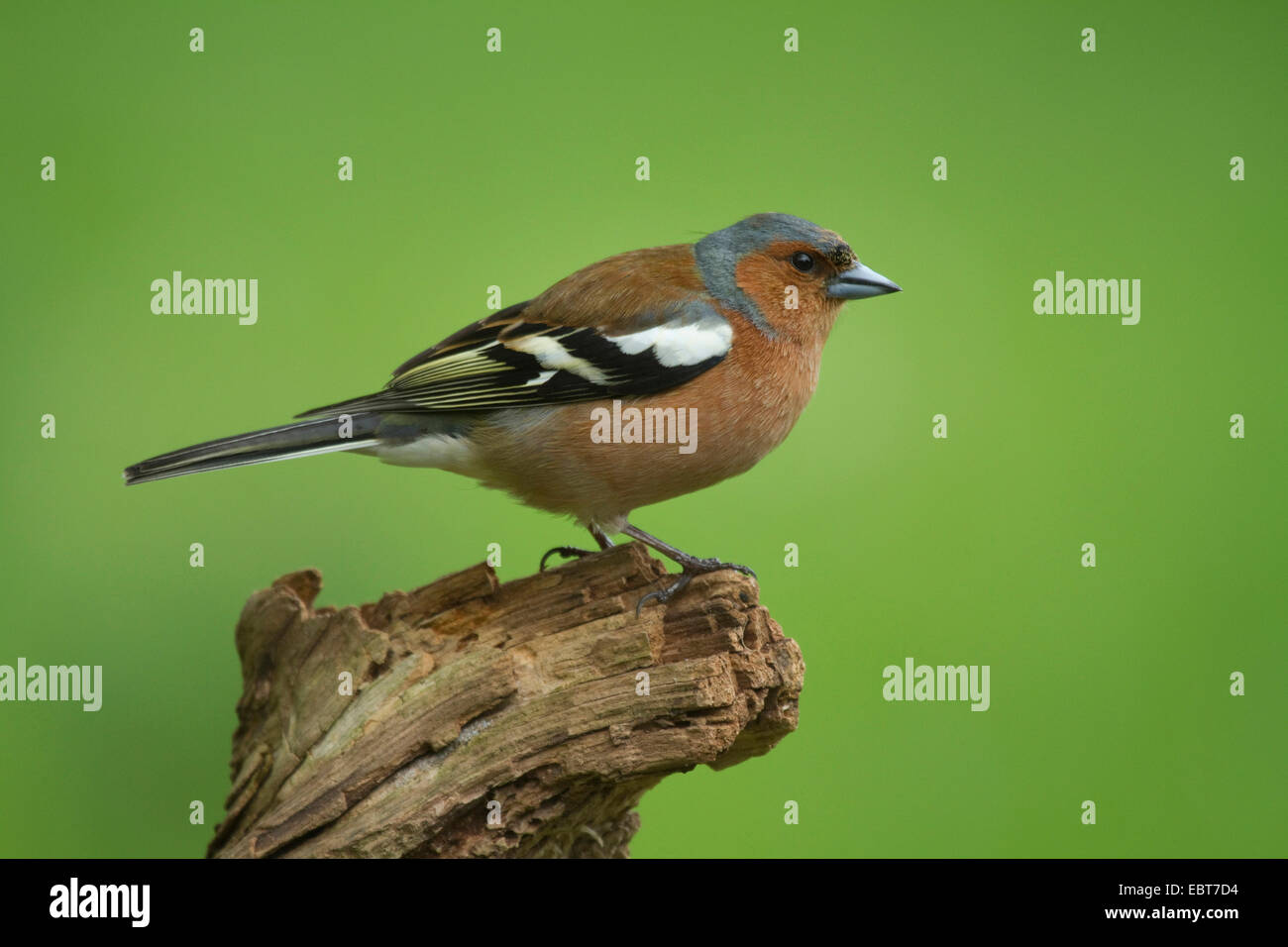 Buchfinken (Fringilla Coelebs), Männchen auf einem Ast, Deutschland Stockfoto