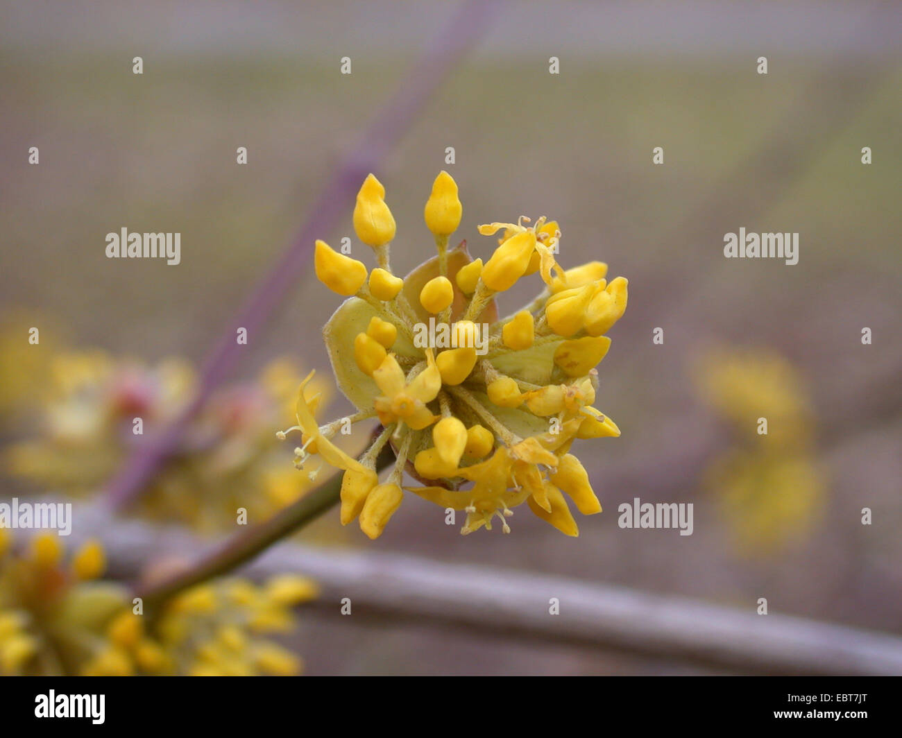 Cornelian Cherry Holz (Cornus Mas), blühen, Deutschland Stockfoto