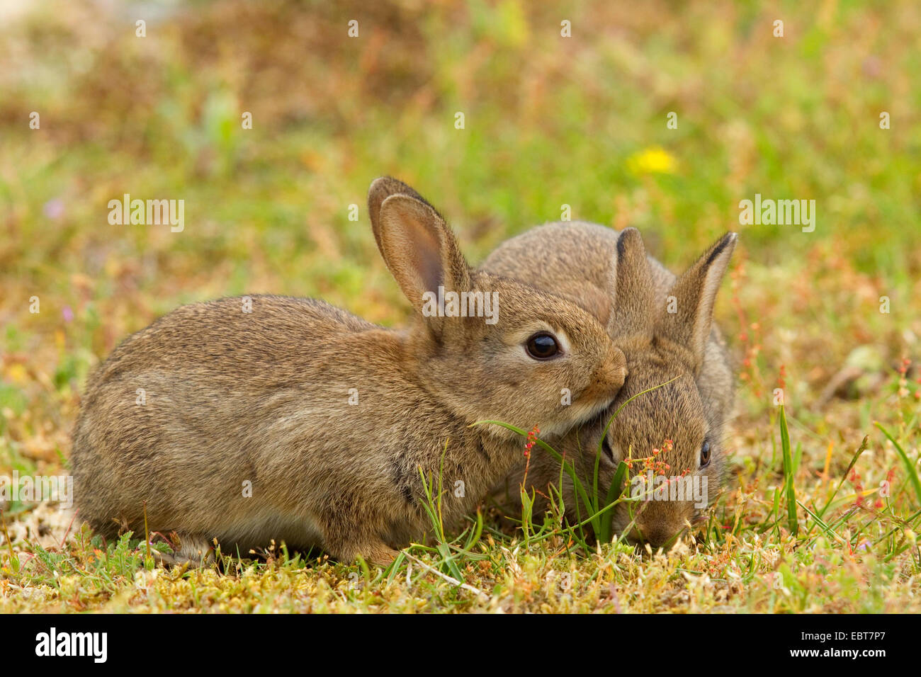 Europäischen Kaninchen (Oryctolagus Cuniculus), zwei Welpen auf einer Düne, Deutschland, Niedersachsen, Norderney Stockfoto