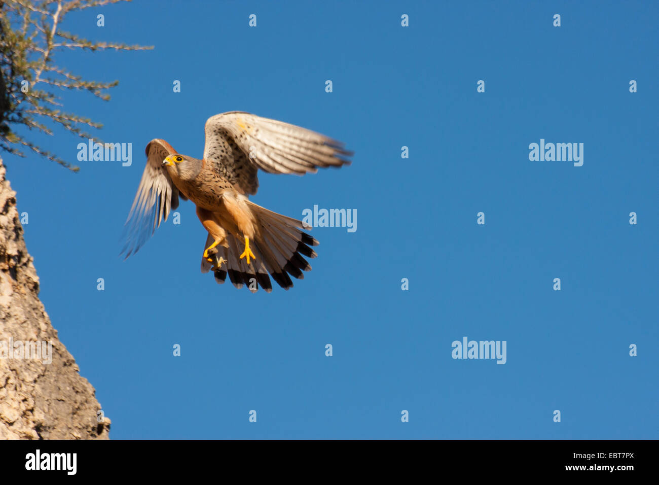 Eurasian Kestrel, Old World Turmfalke, Turmfalken (Falco Tinnunculus), Europäische Turmfalke, Landeanflug auf einem Felsvorsprung, Spanien, Balearen, Mallorca Stockfoto