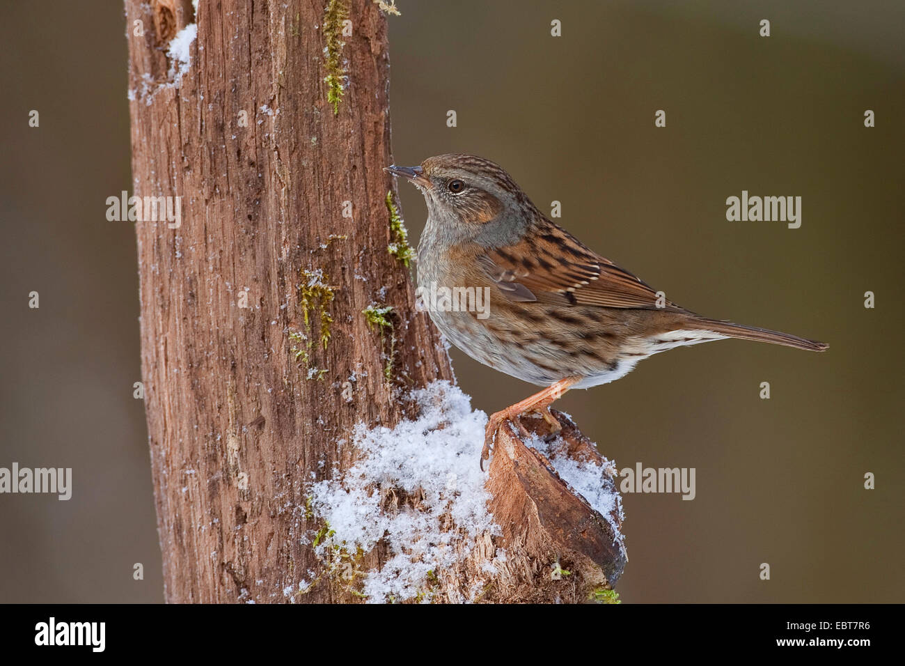 Heckenbraunelle (Prunella Modularis), auf einem Ast im Schnee, Deutschland Stockfoto