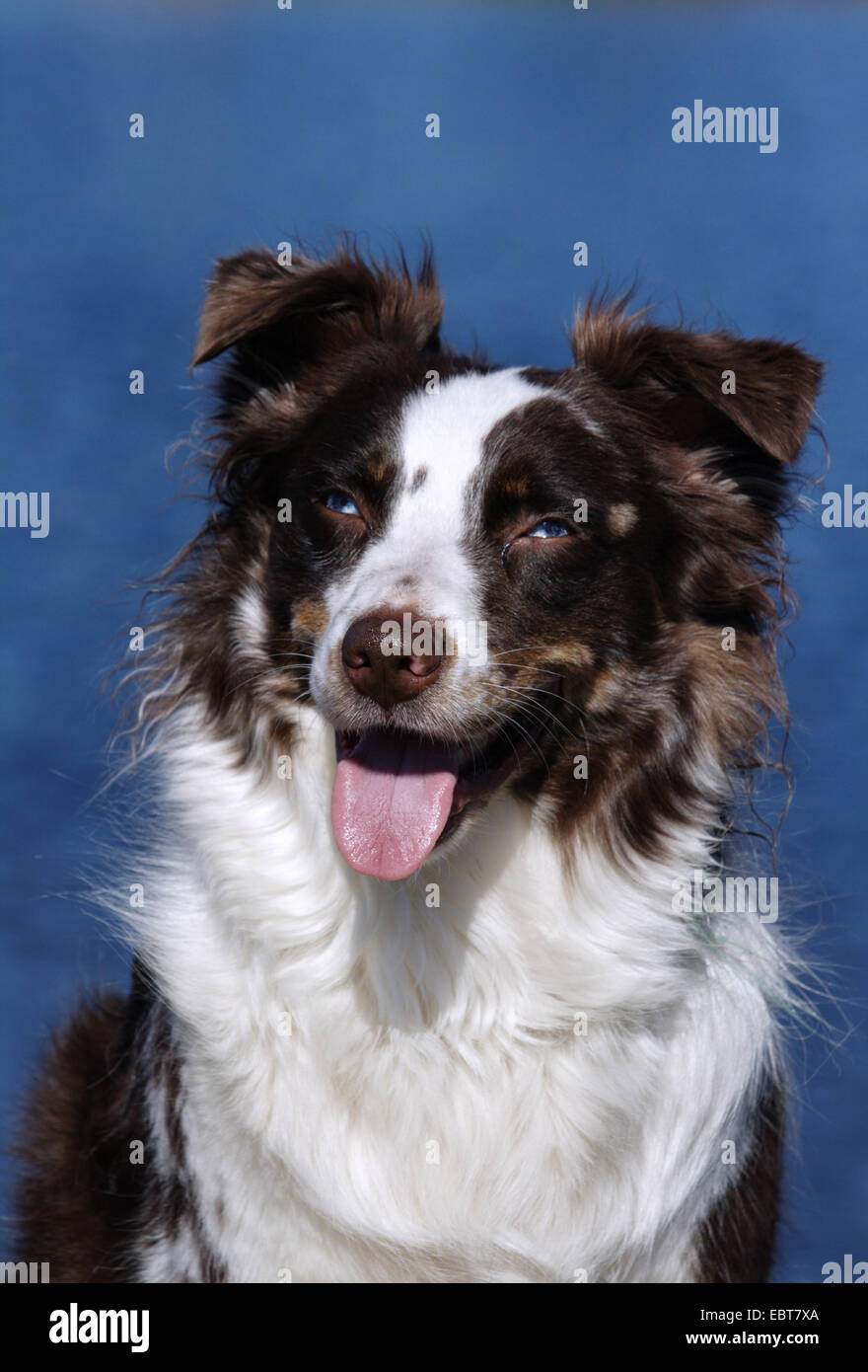 Red merle color Fotos und Bildmaterial in hoher Auflösung Alamy