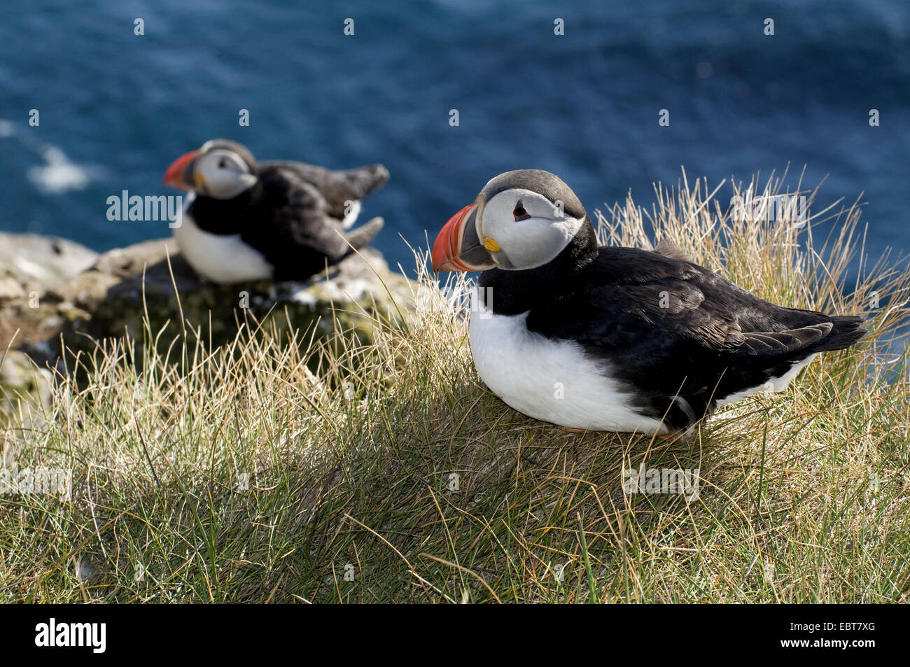 Papageitaucher, gemeinsame Papageientaucher (Fratercula Arctica), zwei Papageientaucher auf Felskante, Island, Latrabjarg, Westfjorde Stockfoto