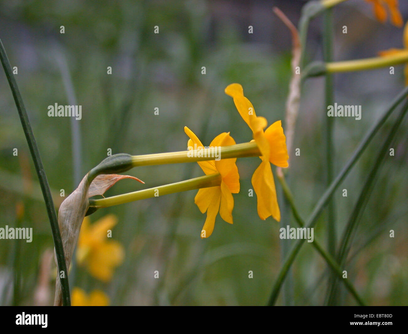 Jonquil (Narcissus Jonquilla), Blüten der Wildform Stockfoto