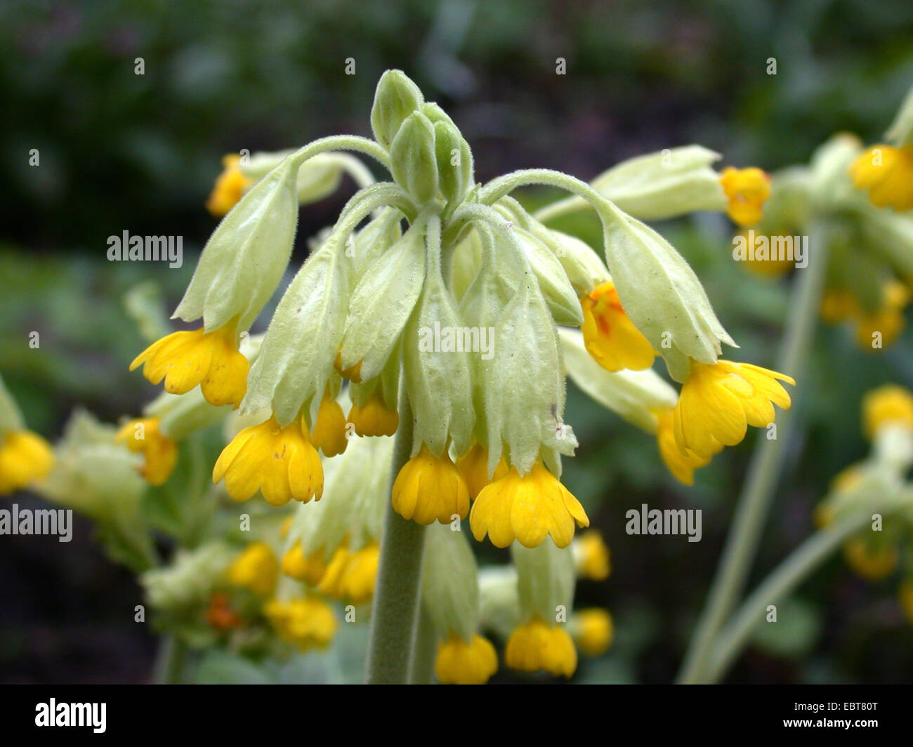 Schlüsselblume Primel (Primula Veris), Blütenstand, Deutschland Stockfoto