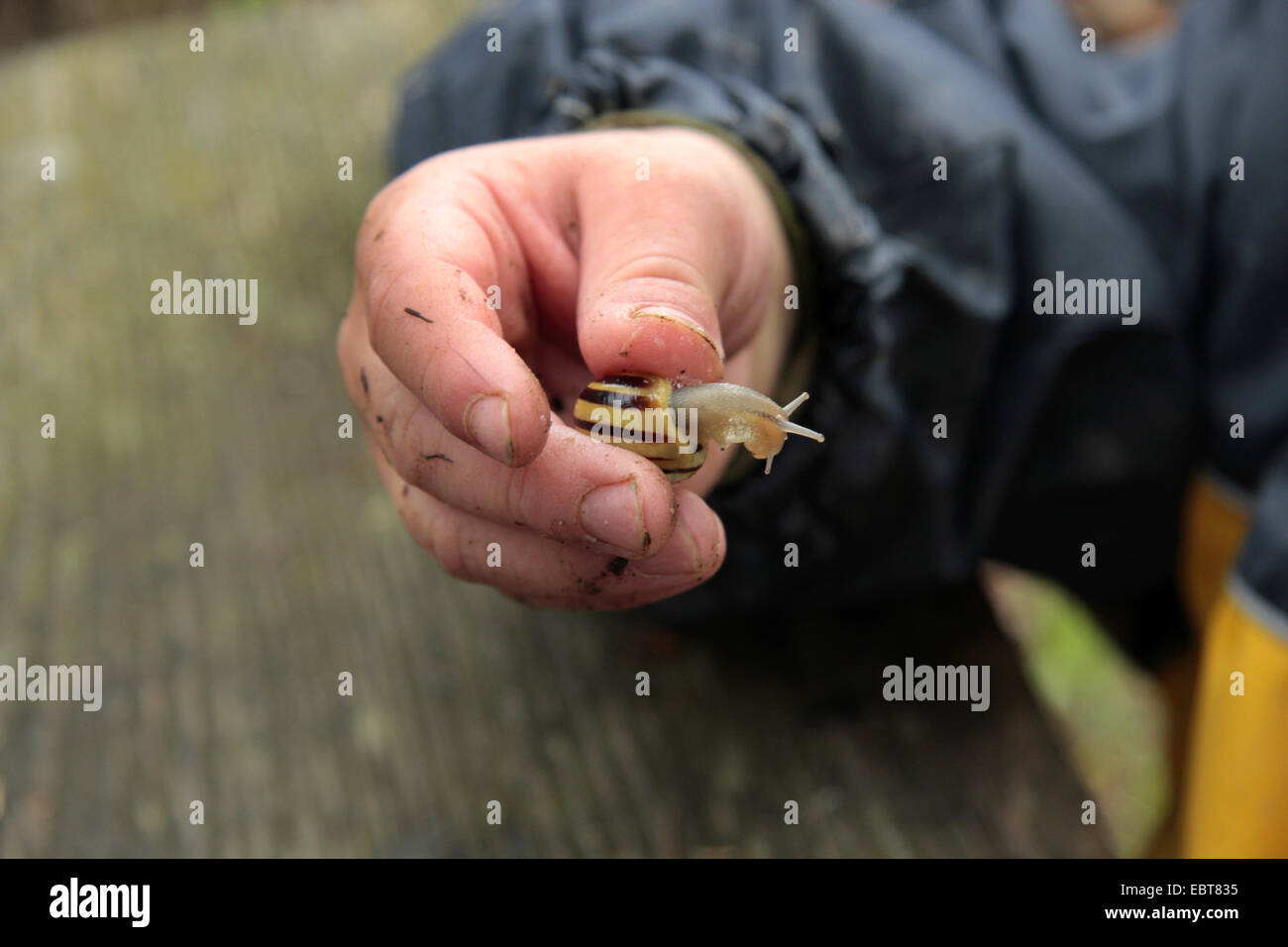 White-Lippe Gardensnail, Weiß-Lippige Schnecke, Garten-Schnecke, kleiner gebänderten Schnecke (Bänderschnecken Hortensis), Kind spielt mit einer Schnecke, Deutschland Stockfoto