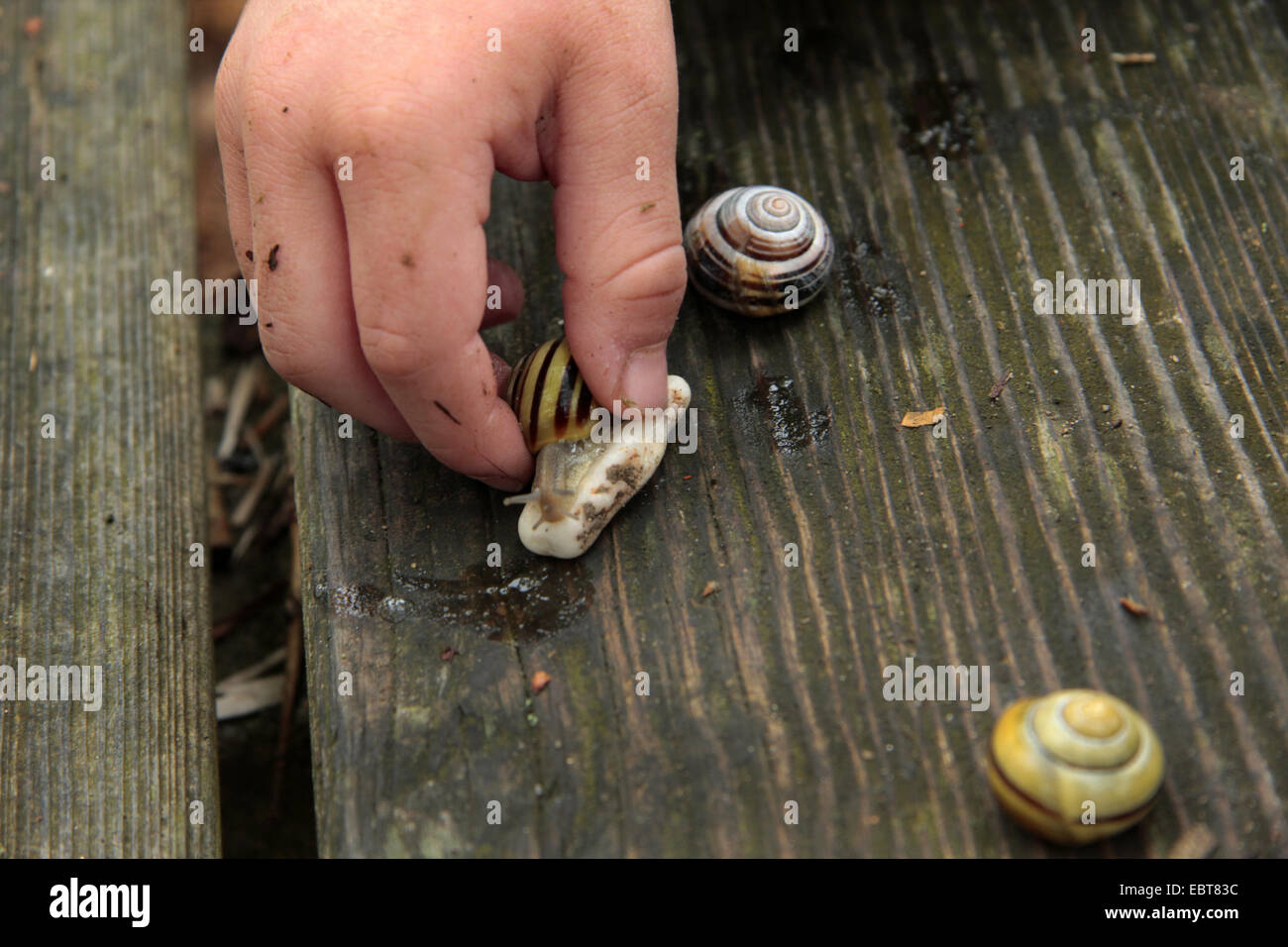 Smaller banded snail cepaea hortensis Fotos und Bildmaterial in hoher