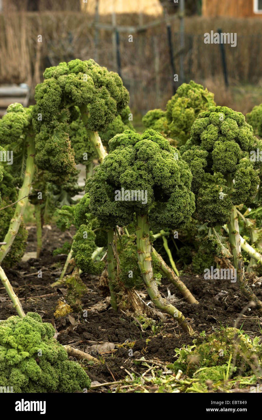 Grünkohl (Brassica Oleracea var. Sabellica, Brassica Oleracea Convar. Acephala var. Sabellica), im Gemüsebeet, Deutschland Stockfoto