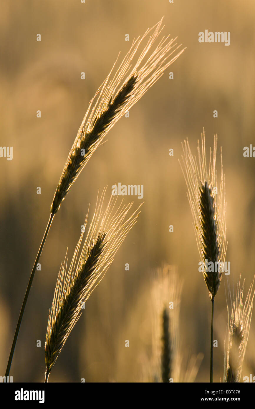 Roggen (Secale Cereale), kultiviert Roggen Spitzen bei Gegenlicht, Deutschland, Schleswig-Holstein Stockfoto