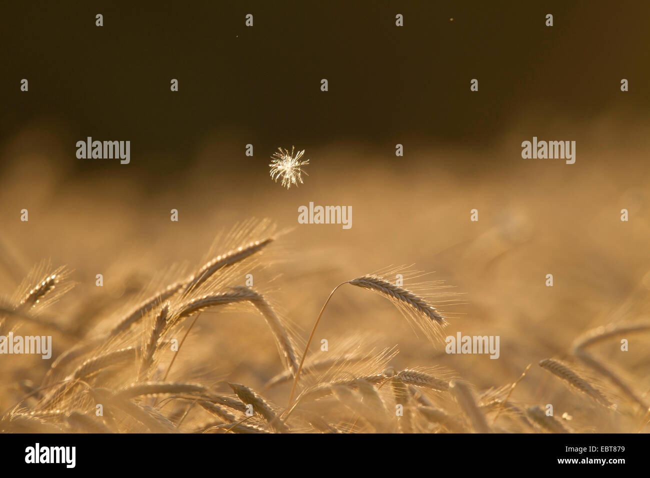 kultiviert, Roggen (Secale Cereale), Roggen Spikes und fliegenden Mariendistel Samen bei Gegenlicht, Deutschland, Schleswig-Holstein Stockfoto