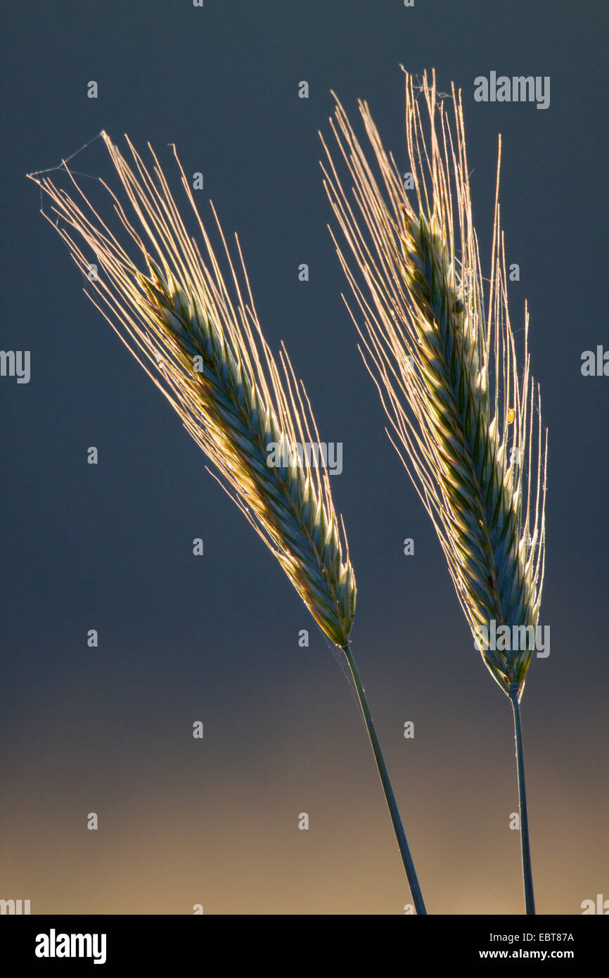 Roggen (Secale Cereale), kultiviert Roggen Spitzen bei Gegenlicht, Deutschland, Schleswig-Holstein Stockfoto