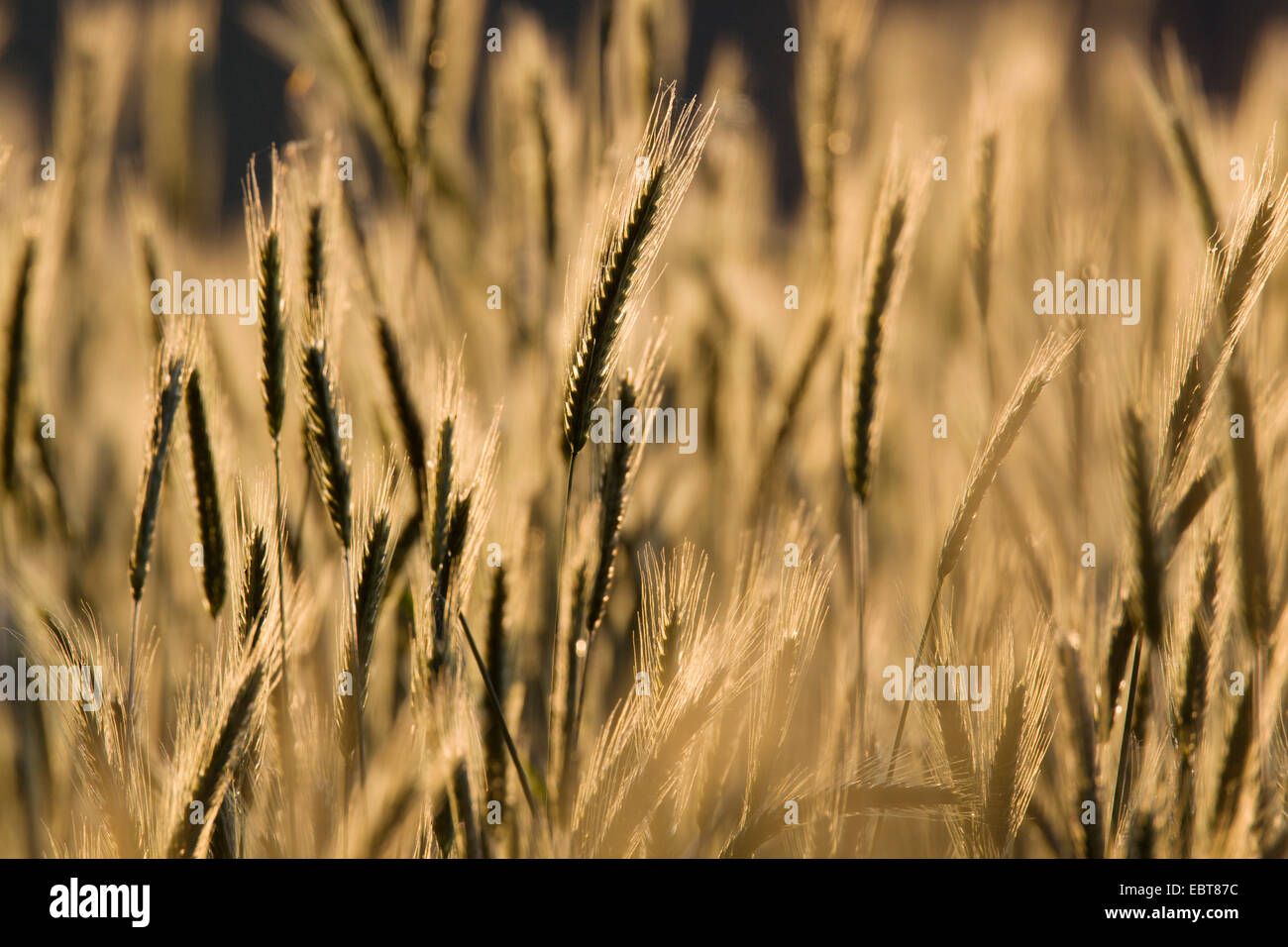 Roggen (Secale Cereale), kultiviert Roggen Spitzen bei Gegenlicht, Deutschland, Schleswig-Holstein Stockfoto
