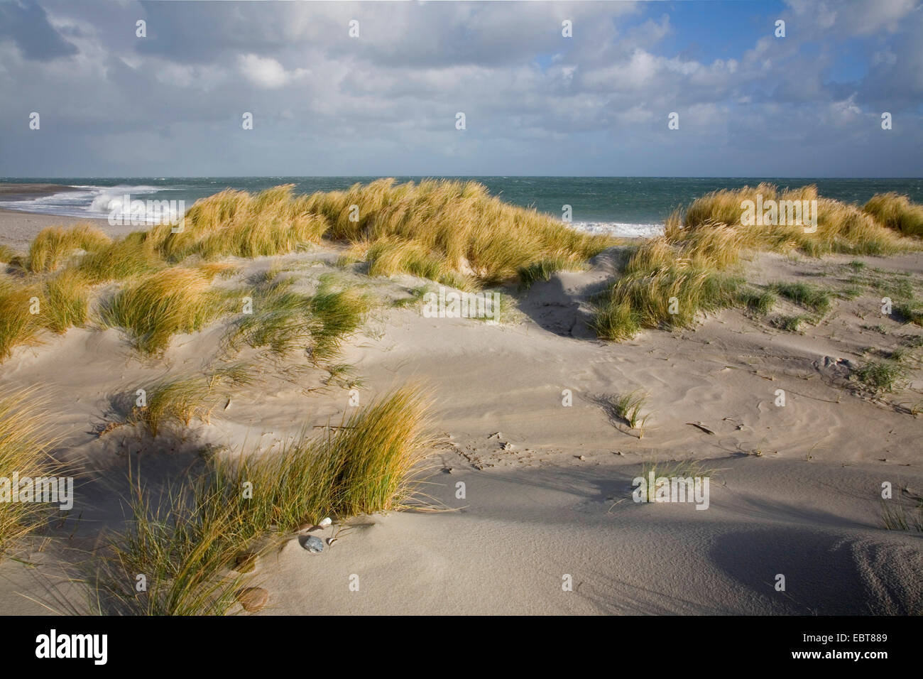 Strand von europäischen Strandhafer, Dünengebieten Grass, Grass, Psamma, Meer Sand-Reed (Ammophila Arenaria), auf Dünen im Sturm, Dänemark, Juetland Stockfoto
