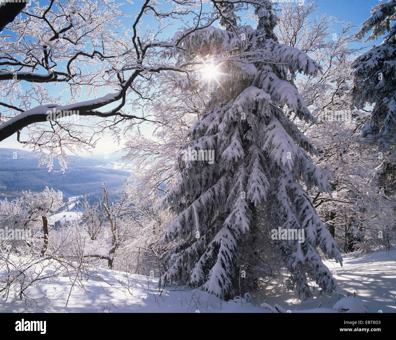 Winterlandschaft im Thüringer Wald, Deutschland, Thüringen, Thueringer Wald Stockfoto