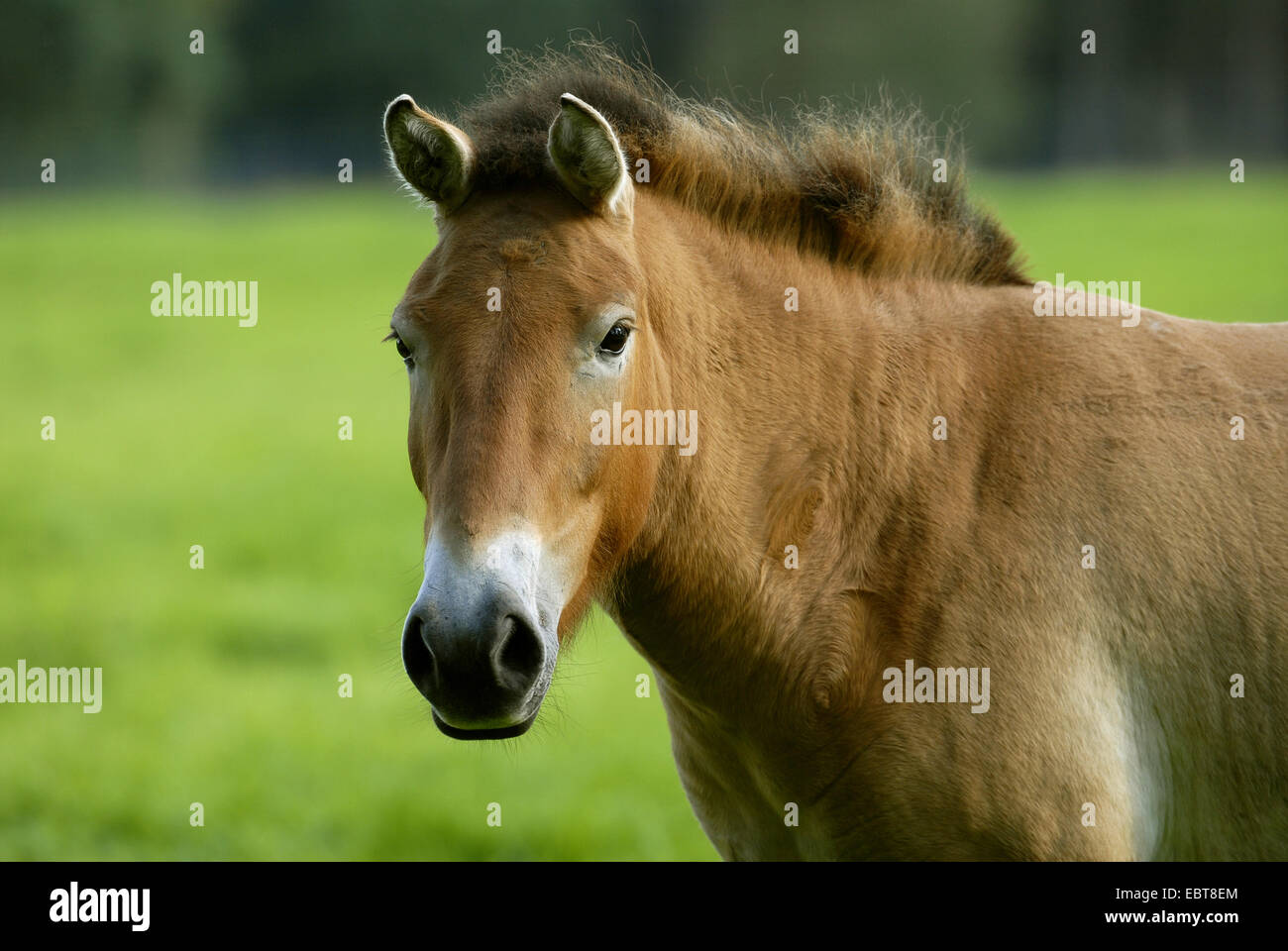 Tarpan (Equus Ferus Gmelini, Equus Gmelini), Porträt, Deutschland Stockfoto