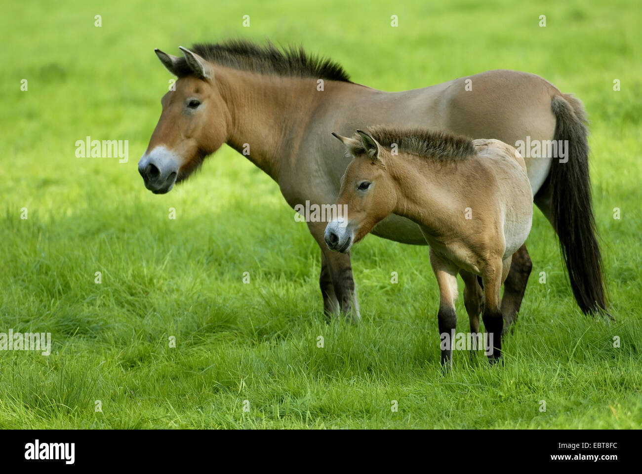 Tarpan (Equus Ferus Gmelini, Equus Gmelini), Stute und Fohlen, Deutschland Stockfoto
