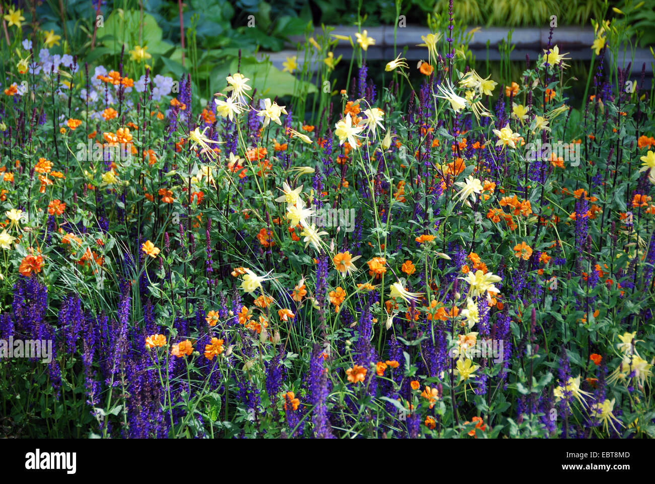 Krautige Grenze, The Daily Telegraph zeigen Garden, RHS Chelsea Flower Show 2007, London, UK Stockfoto