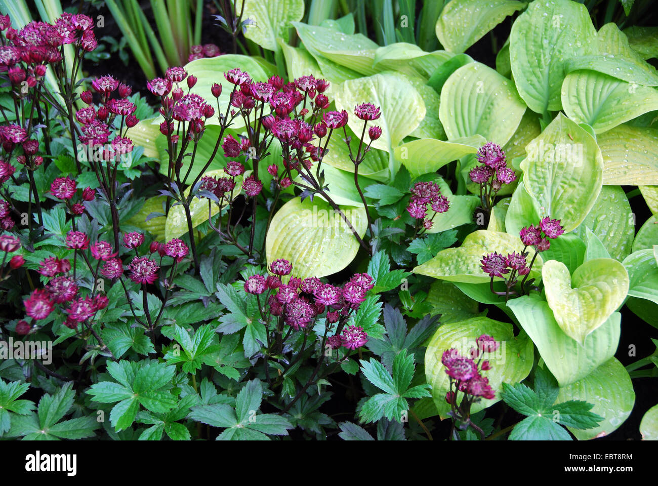 Astrantia und Hosta im Garten Grenze, London, UK Stockfoto