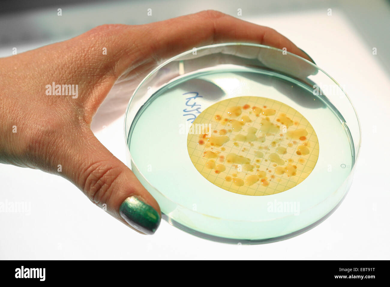 Petrischale mit Bakterienkultur in der Hand einer Frau Stockfoto