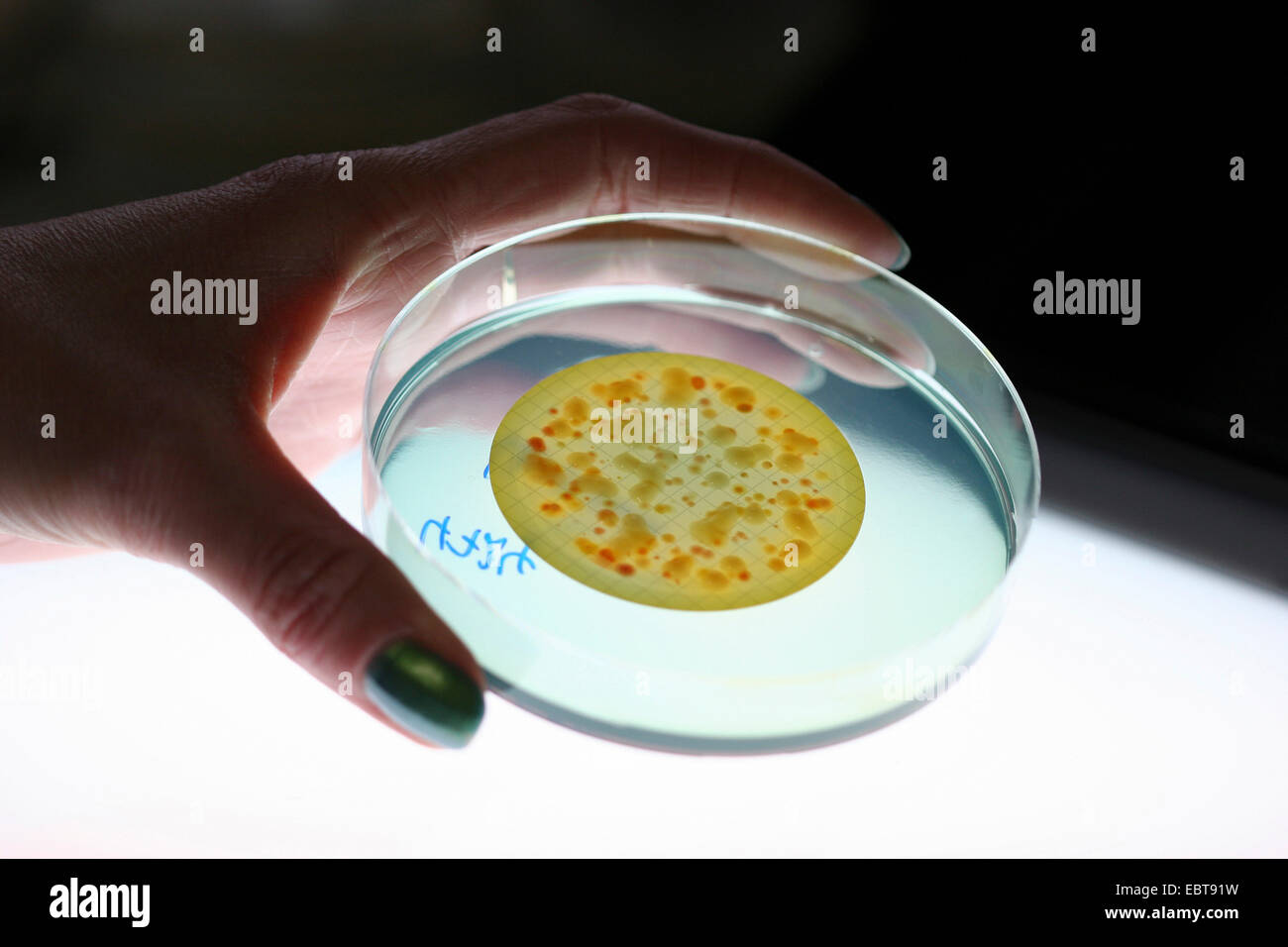 Petrischale mit Bakterienkultur in der Hand einer Frau Stockfoto