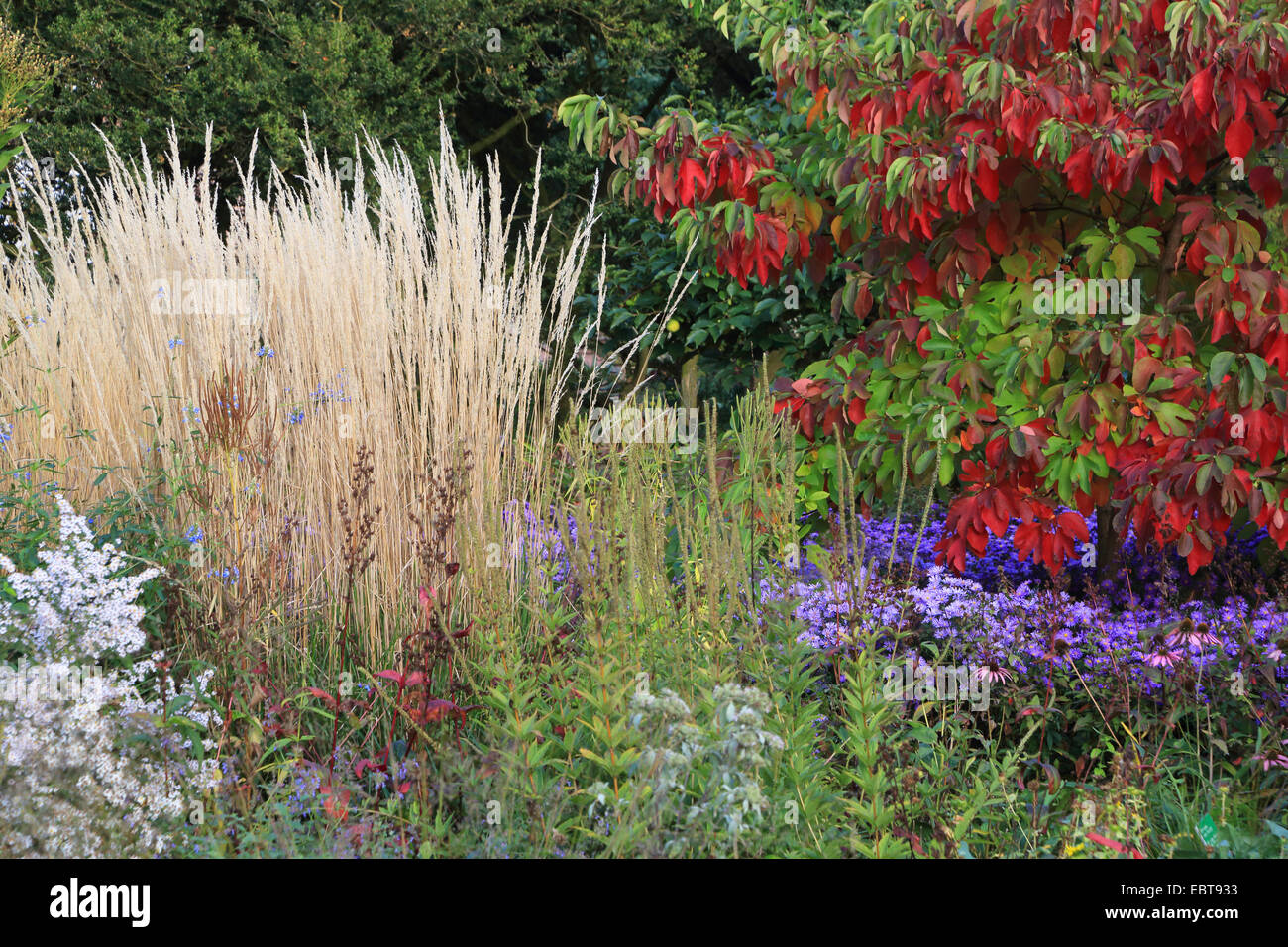 Garten im Herbst mit Astern und Gräsern, Deutschland Stockfoto