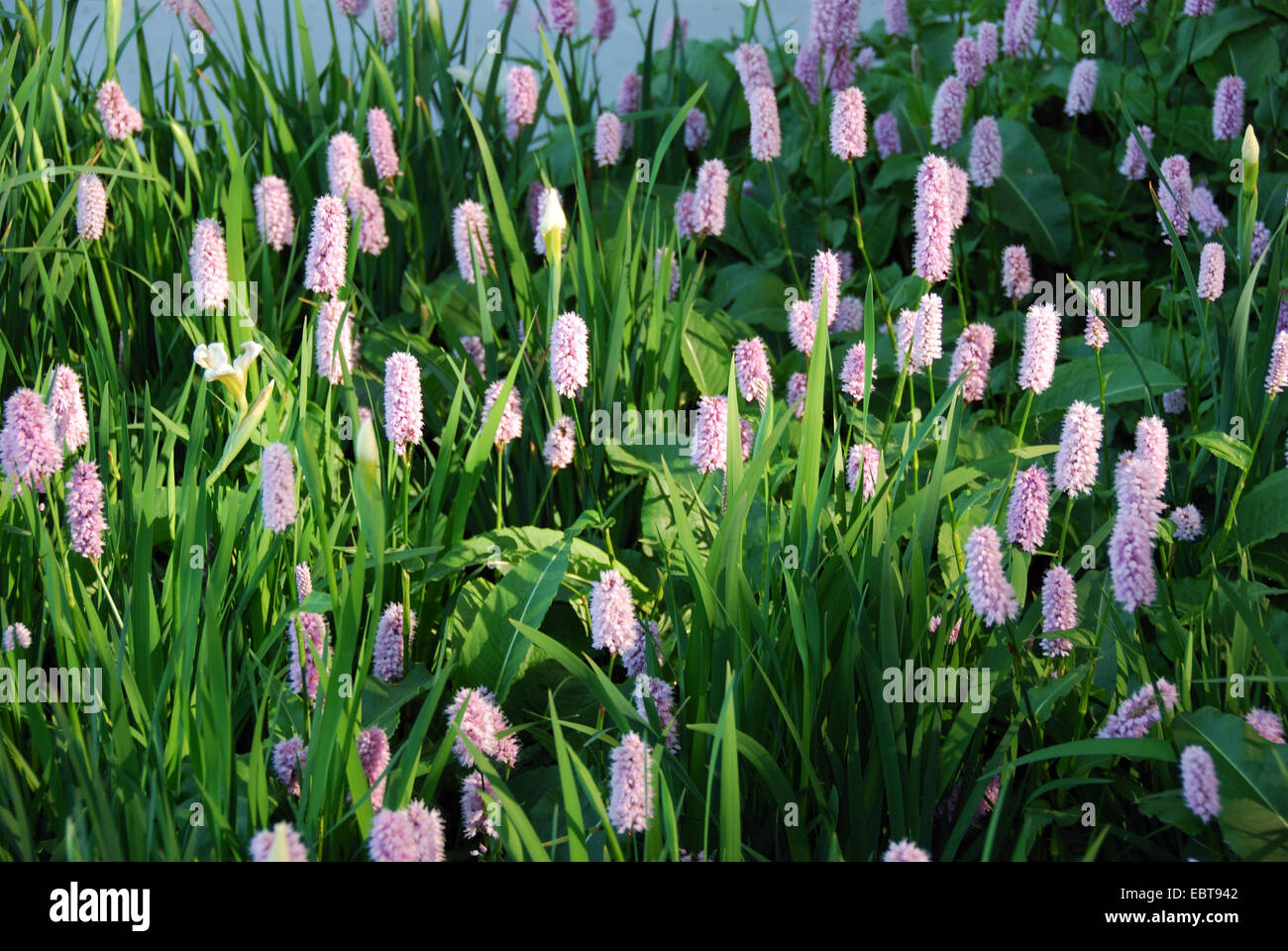 Persicaria Bistorta 'Superba', London, UK Stockfoto