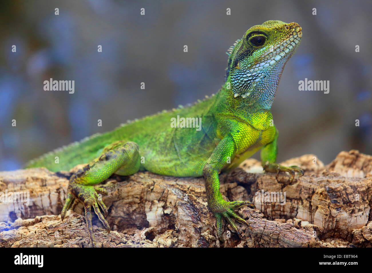 Wasser Dragon, Green Water Dragon, chinesische Drachen, Thai Water Dragon asiatische Wasser Wasserdrache (Physignathus Cocincinus, Physignathus Concincinus), sitzt auf einem Ast Stockfoto