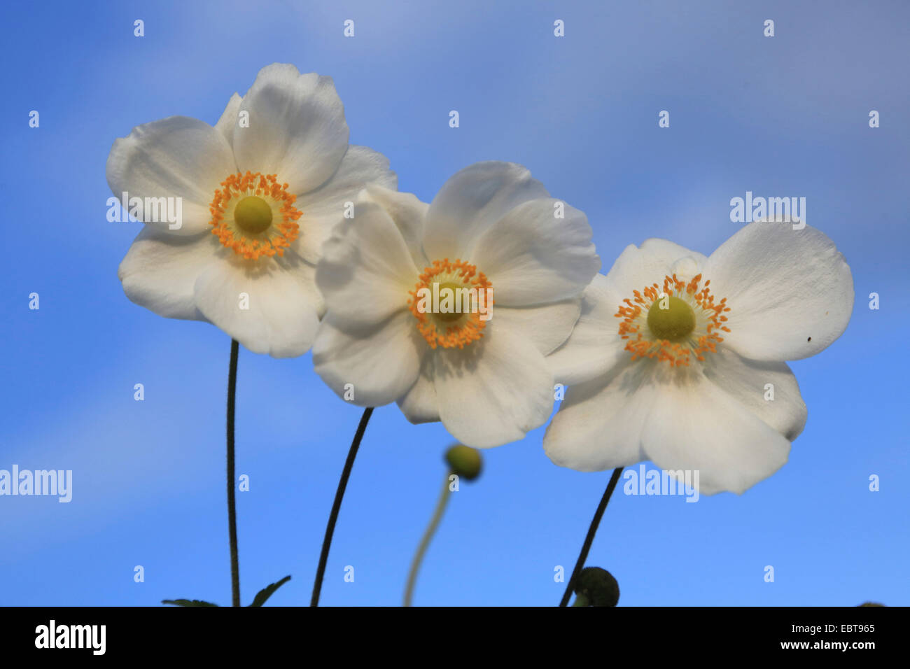Herbst-Anemone (Anemone spec.), drei Blumen Stockfoto