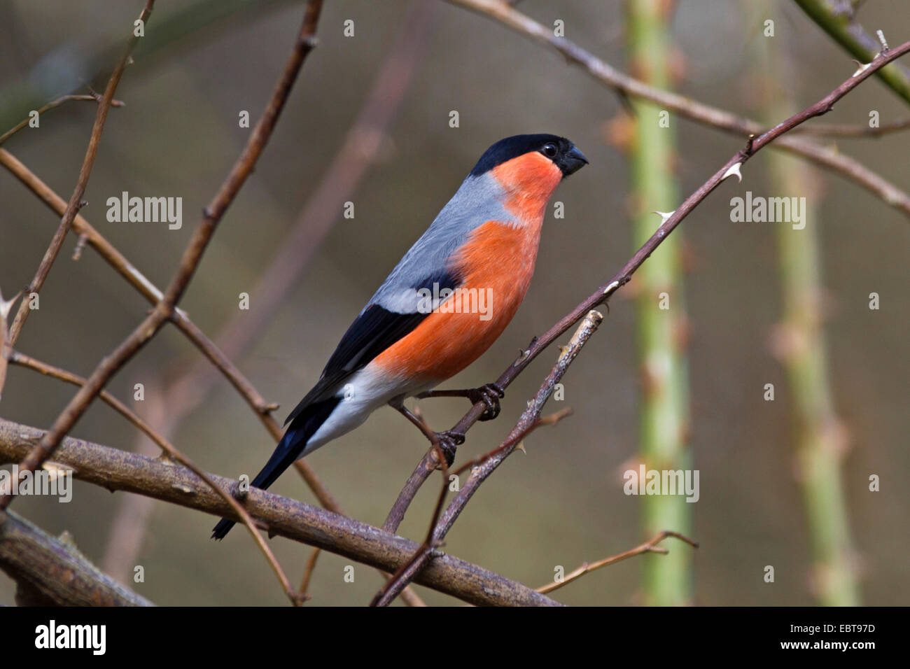 Gimpel, eurasische Gimpel, nördlichen Gimpel (Pyrrhula Pyrrhula), Männchen sitzt auf einem Zweig, Deutschland, Bayern Stockfoto