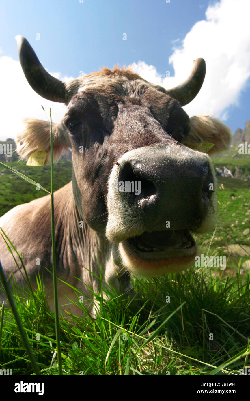 Kuh muhen Fotos und Bildmaterial in hoher Auflösung Alamy