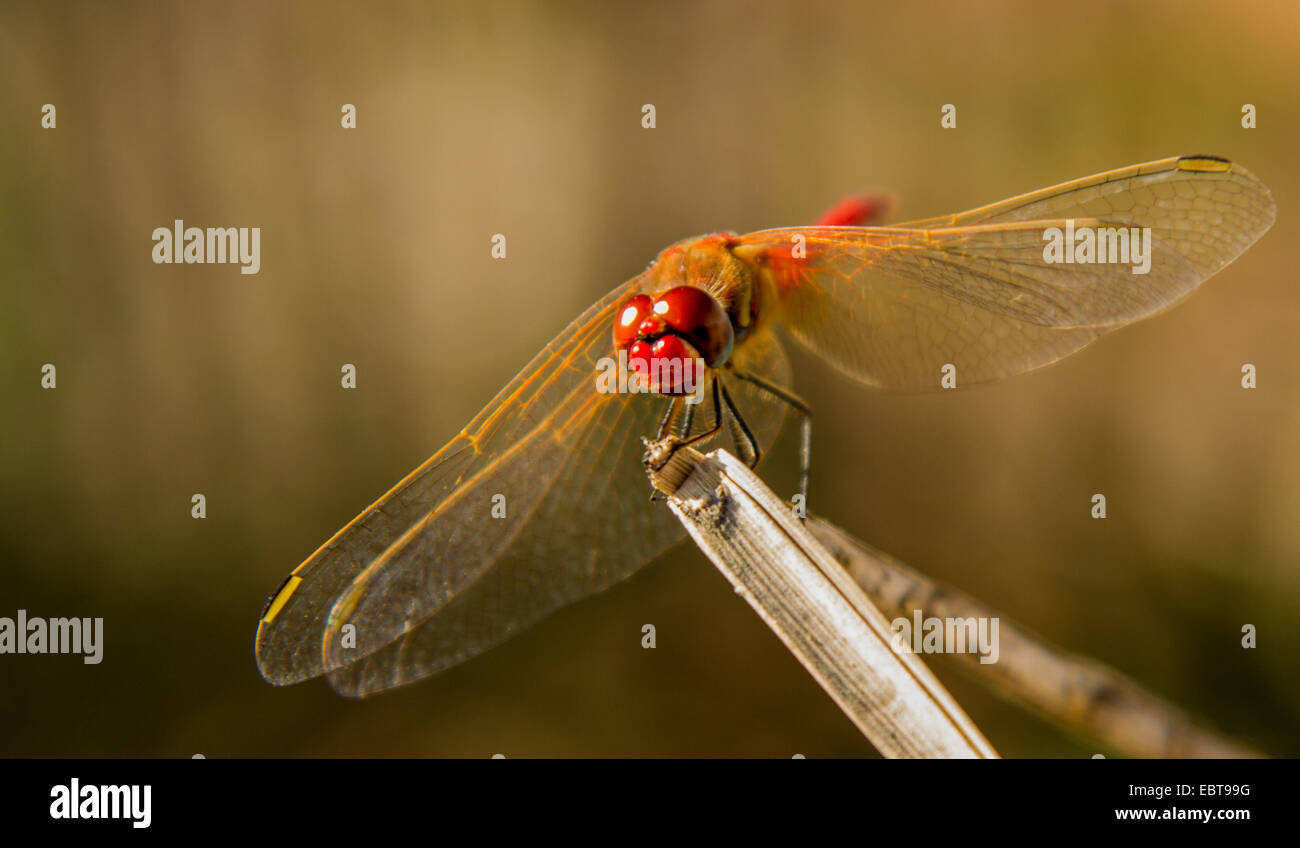 Libelle detaillierte nah oben auf einen Zweig. Stockfoto