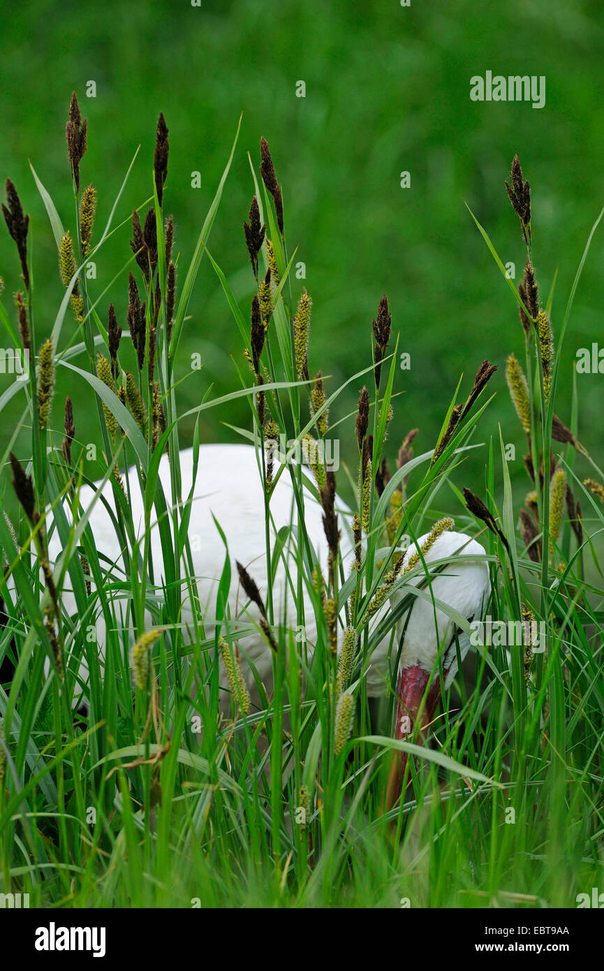Weißstorch (Ciconia Ciconia), auf der Suche nach Nahrung in hohen Rasen zwischen Carex, Deutschland Stockfoto