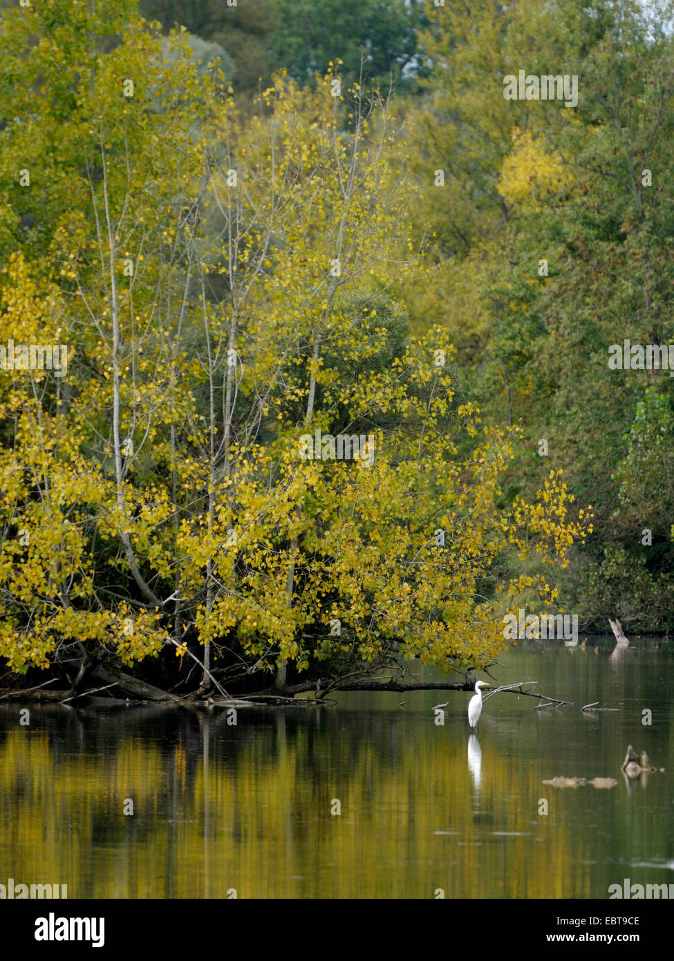 Silberreiher, Silberreiher (Egretta Alba, Casmerodius Albus, Ardea Alba), Flussauen des Rheins, Frankreich Stockfoto