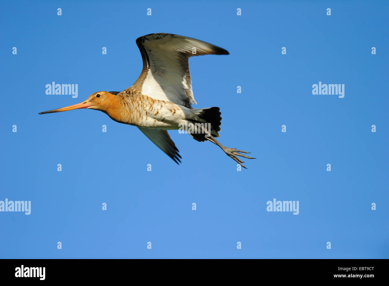 Uferschnepfe (Limosa Limosa), fliegen, Niederlande, Texel Stockfoto