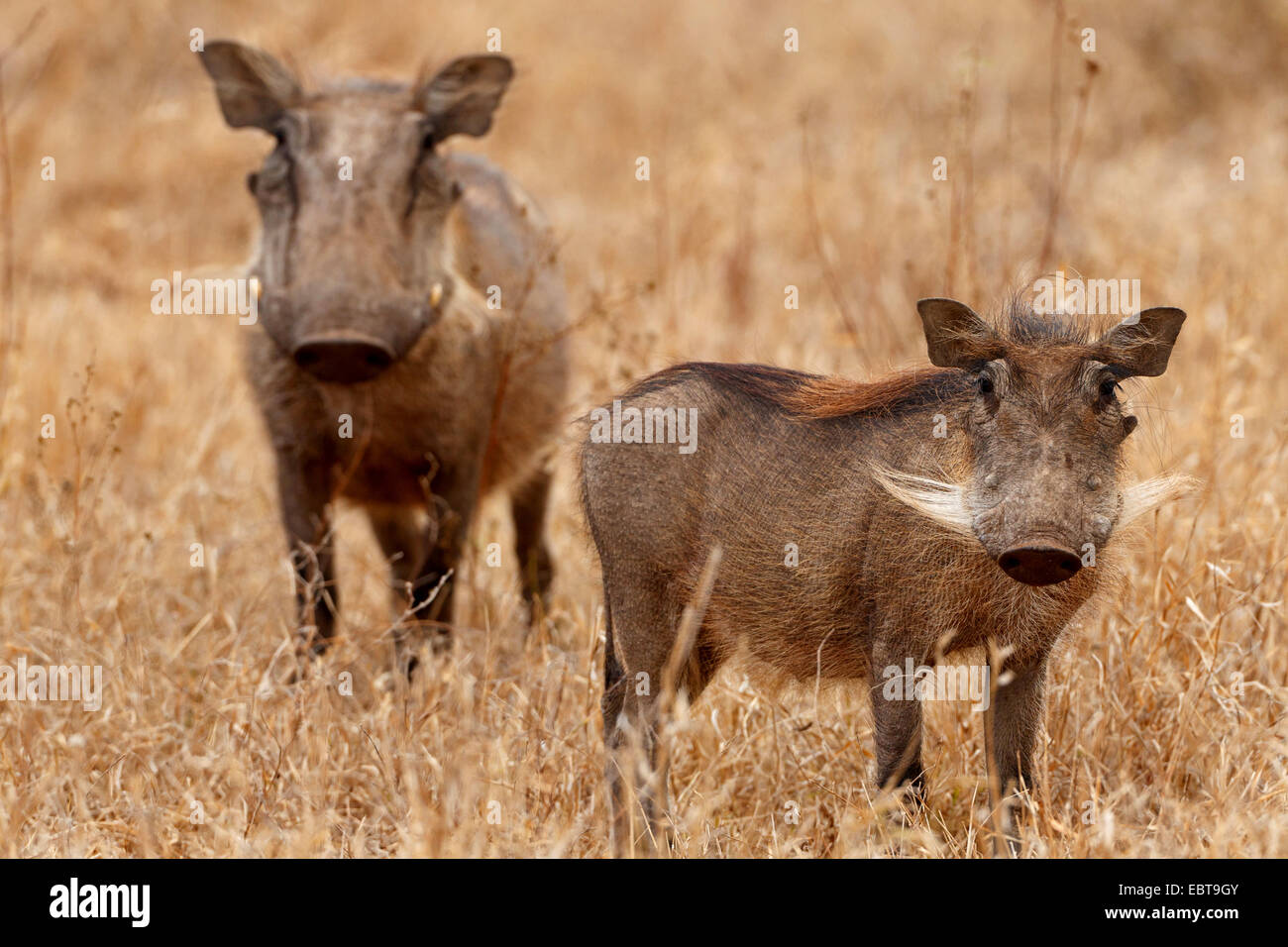 gemeinsamen Warzenschwein, Savanne Warzenschwein (Phacochoerus Africanus), zwei Warzenschweine in trockenen Savanne, Südafrika, Krüger Nationalpark Stockfoto